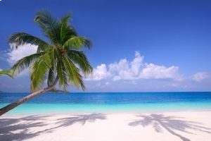 Coconut Tree and Beautiful Beach