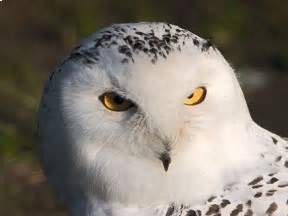 White OWL