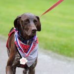 custom medals for Furry Friends 5K