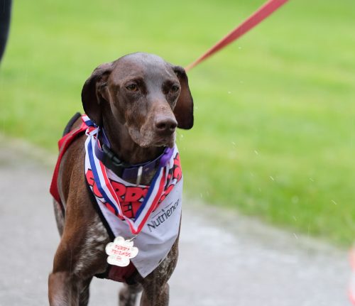 custom medals for Furry Friends 5K