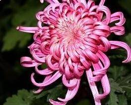 Fairy Chrysanthemum
