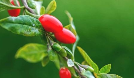 Goji Berry