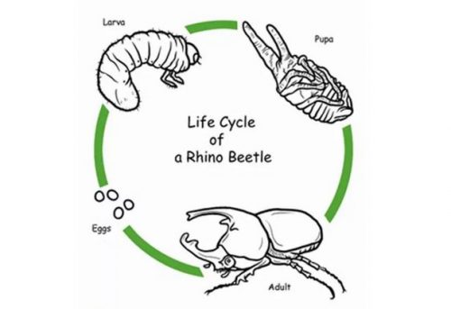 life cycle of rhino beetle