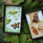 custom pins for Papilio Machaon