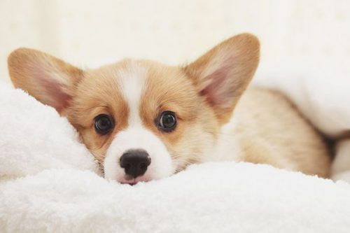 little corgi