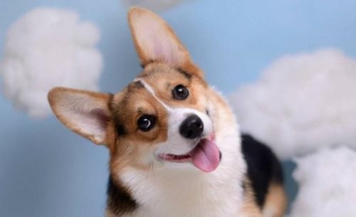 why corgis are so popular