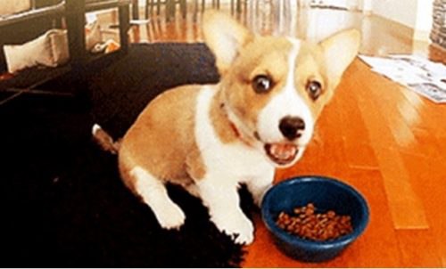 a corgi is eating food