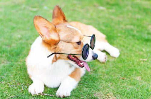 corgi with sunglass