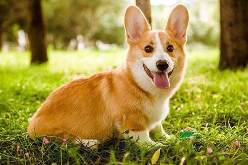 corgi