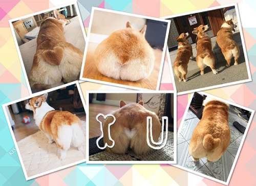 electric buttock of corgi