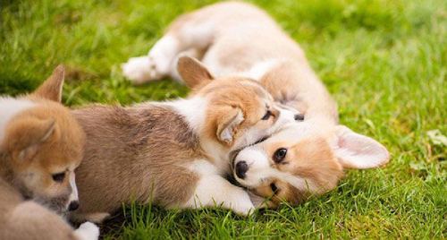 little corgis