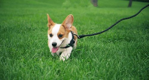 running corgi