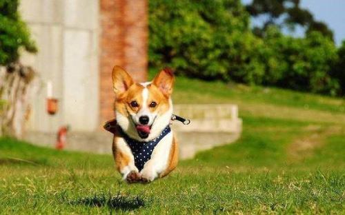 running corgi