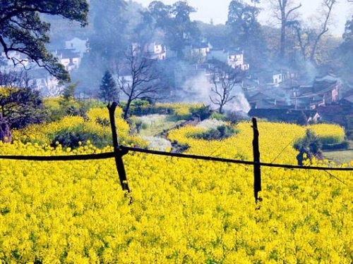 Flower blossom in spring