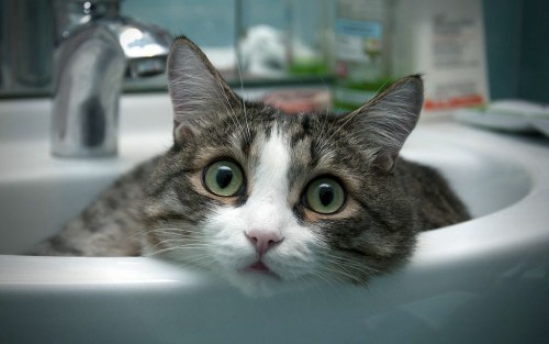 Grey Cat Grey Cat