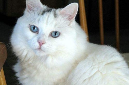 White Cat