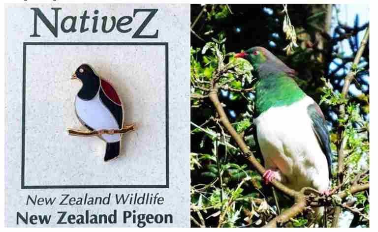 New Zealand Pigeon